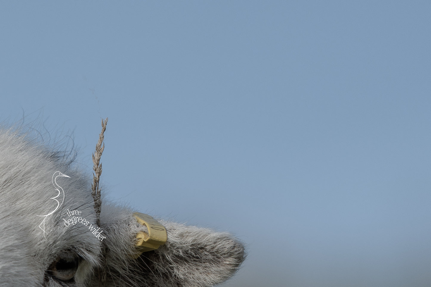 SHEEPISH ACCESSORIES