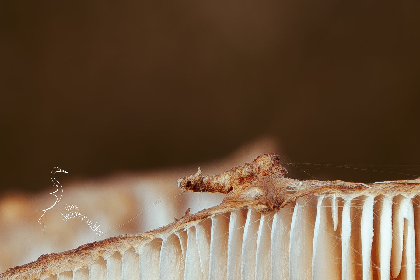 LUNGS OF THE UNDERGROWTH