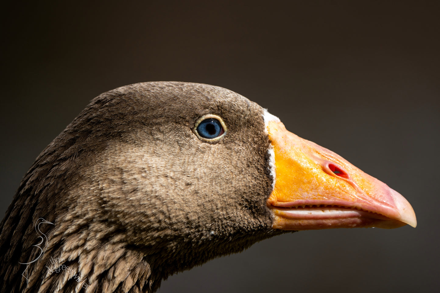 GOOSE PORTRAITURE