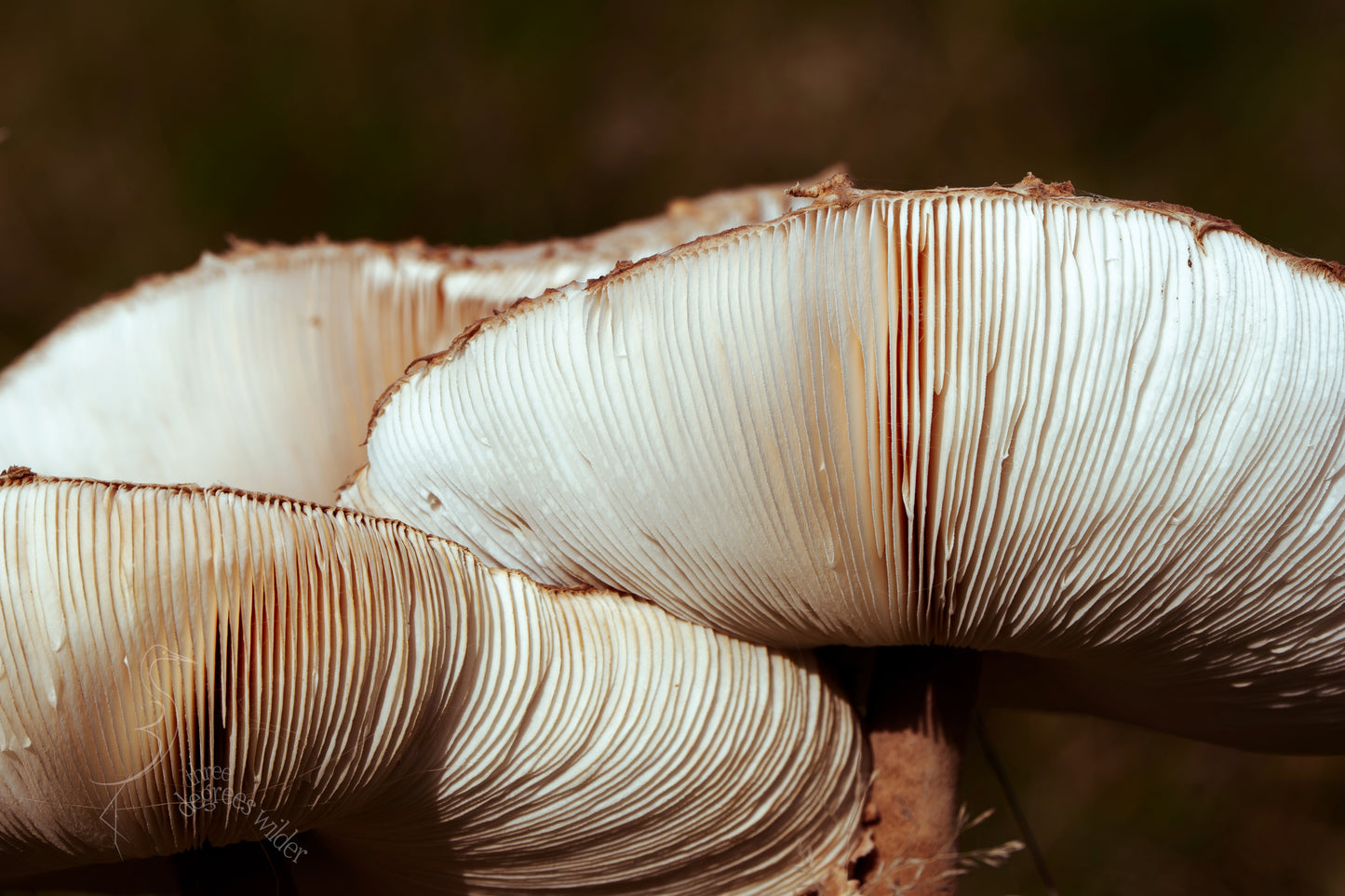 LUNGS OF THE UNDERGROWTH