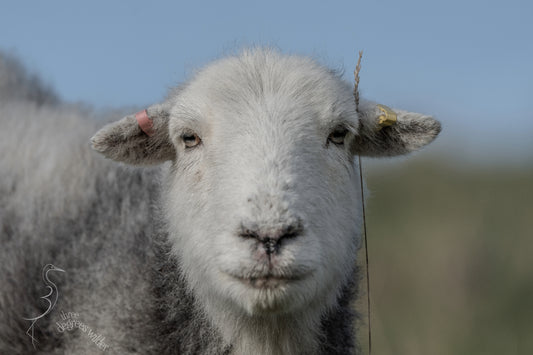 SHEEPISH ACCESSORIES