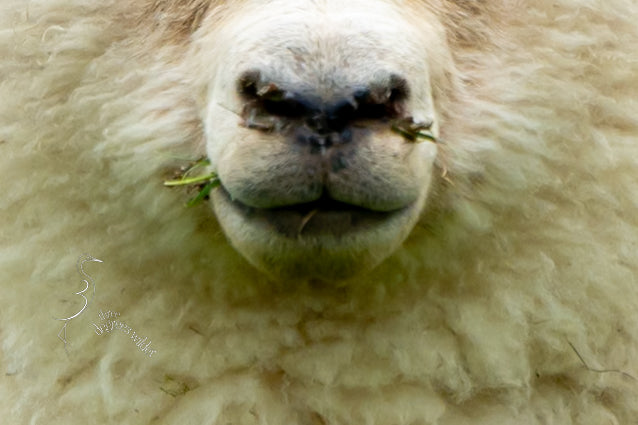 WHAT YEW LOOKING AT?