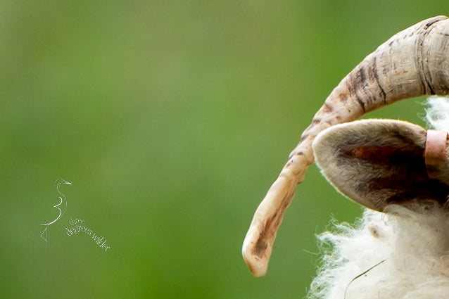 WHAT YEW LOOKING AT?