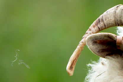 WHAT YEW LOOKING AT?