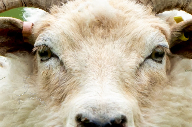 WHAT YEW LOOKING AT?