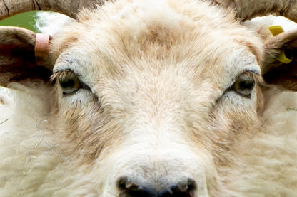 WHAT YEW LOOKING AT?