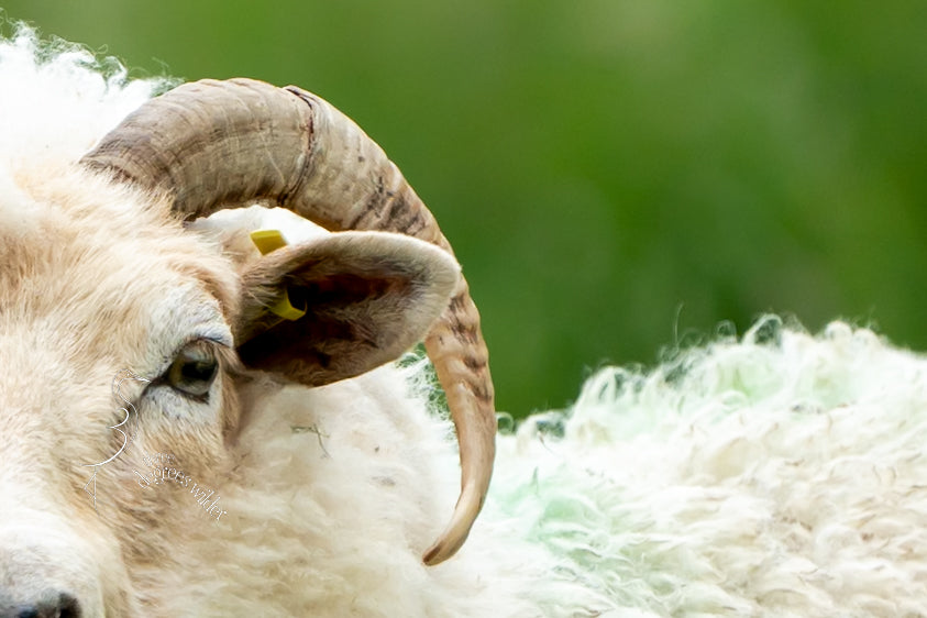 WHAT YEW LOOKING AT?