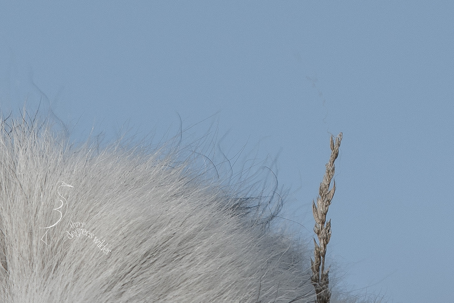 SHEEPISH ACCESSORIES