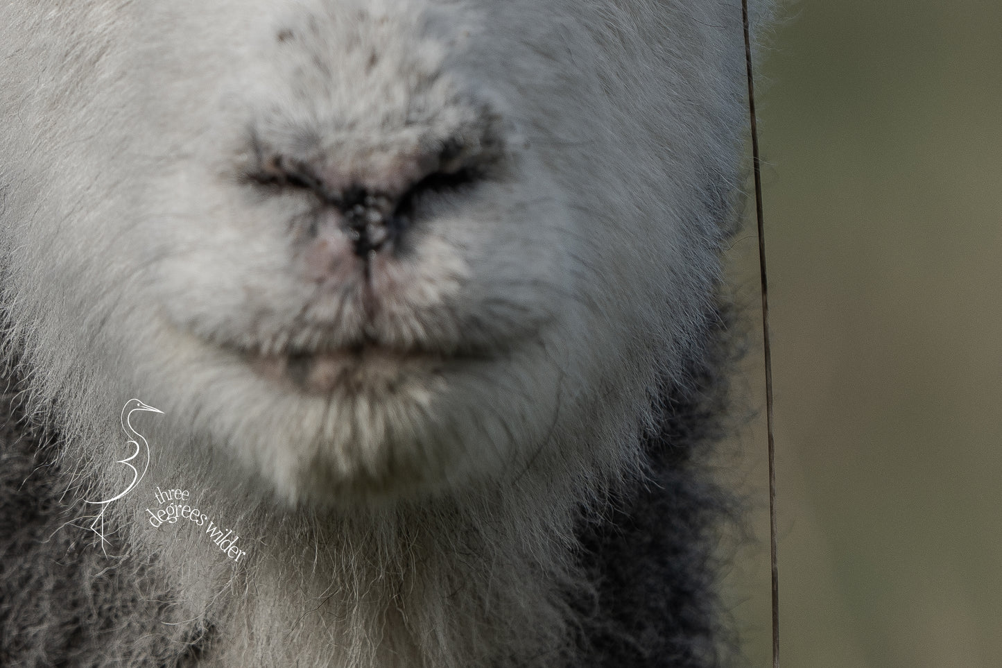 SHEEPISH ACCESSORIES