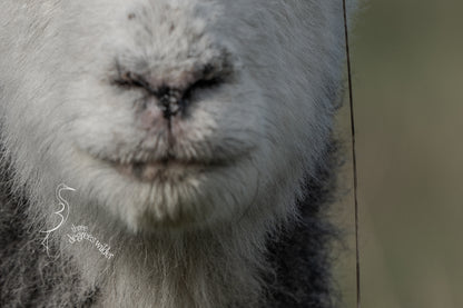 SHEEPISH ACCESSORIES