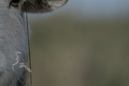 SHEEPISH ACCESSORIES