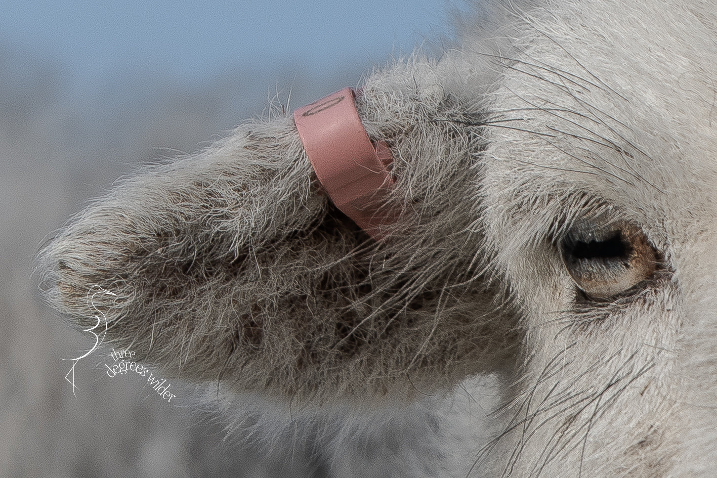 SHEEPISH ACCESSORIES