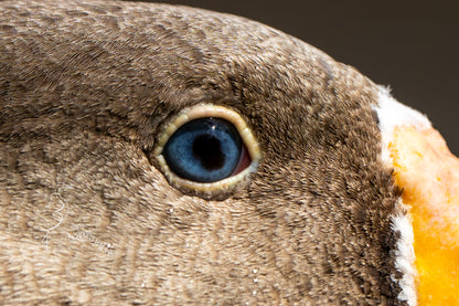 GOOSE PORTRAITURE