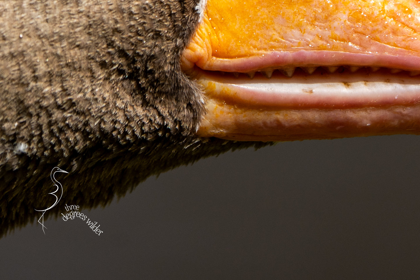 GOOSE PORTRAITURE