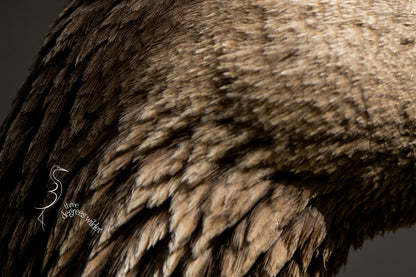 GOOSE PORTRAITURE