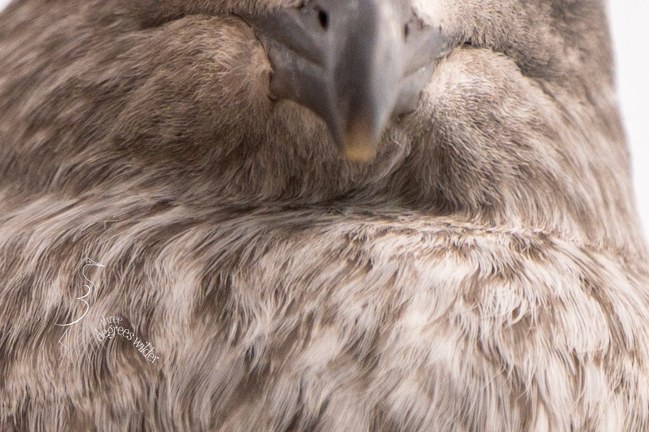 MAJESTIC GULL