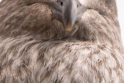 MAJESTIC GULL