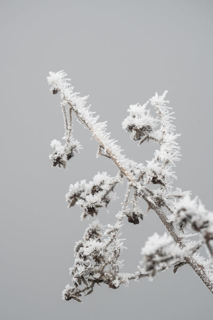 FROZEN THORN