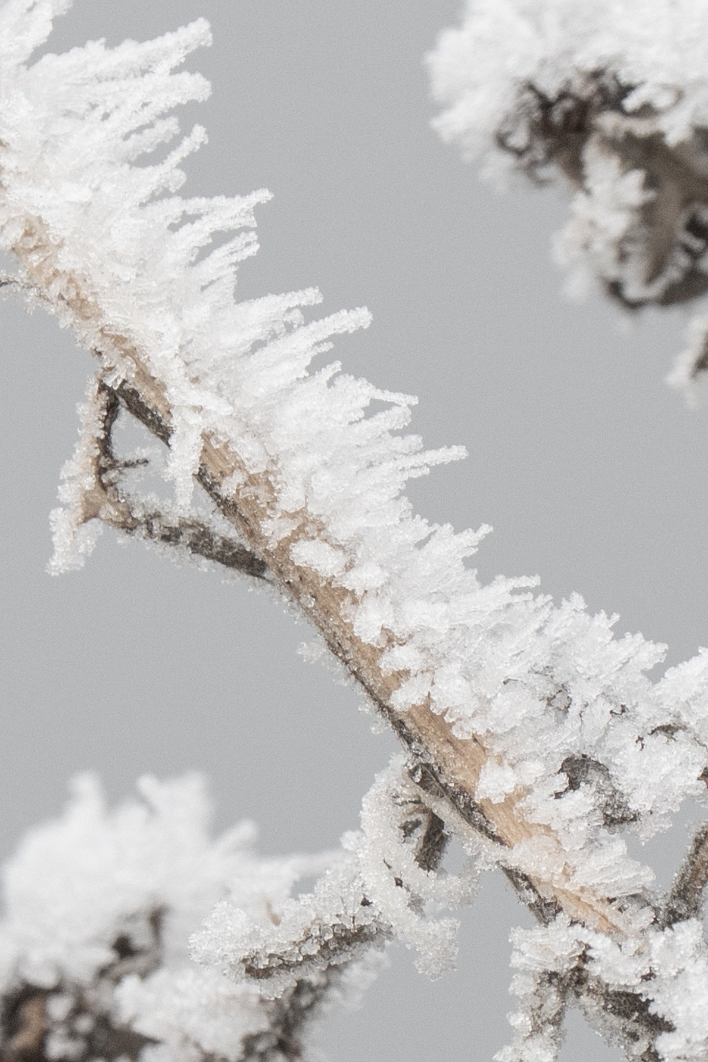 FROZEN THORN