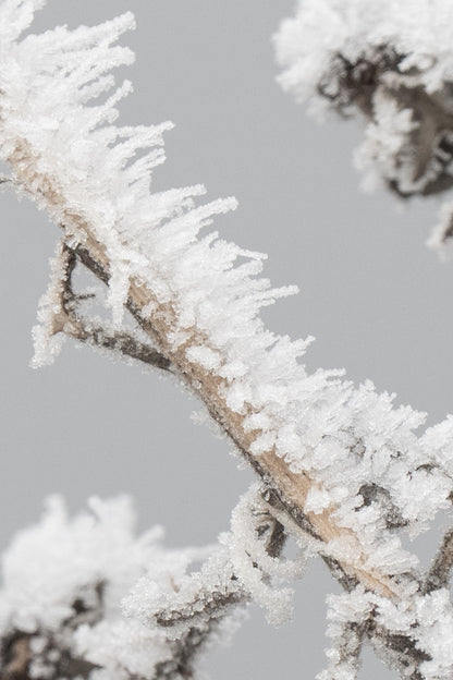 FROZEN THORN
