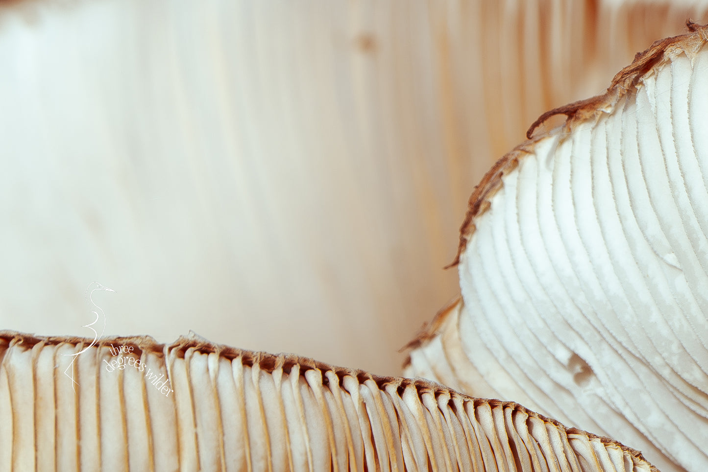 LUNGS OF THE UNDERGROWTH