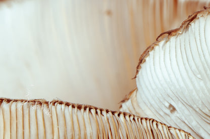 LUNGS OF THE UNDERGROWTH