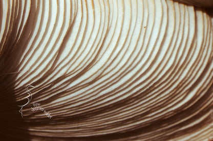 LUNGS OF THE UNDERGROWTH