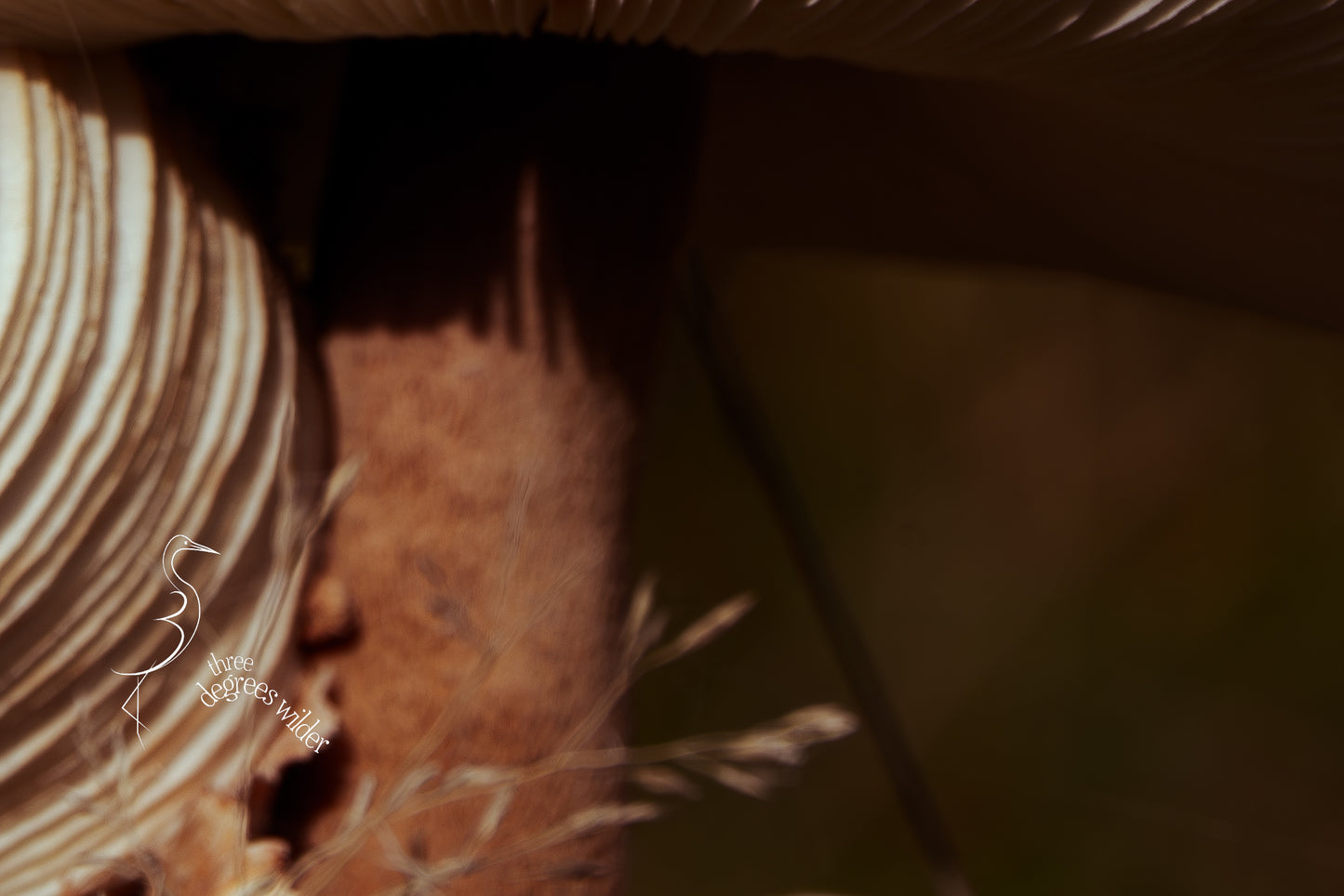 LUNGS OF THE UNDERGROWTH