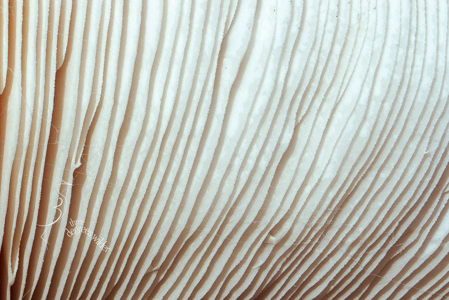 LUNGS OF THE UNDERGROWTH