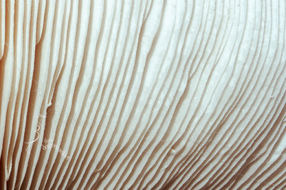 LUNGS OF THE UNDERGROWTH