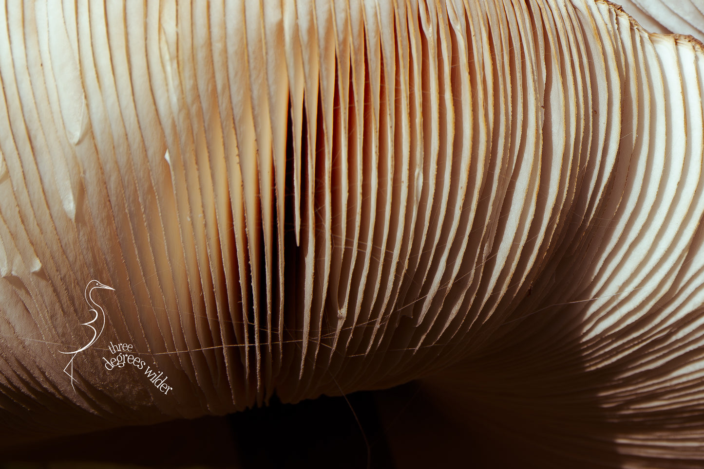 LUNGS OF THE UNDERGROWTH