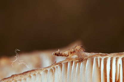 LUNGS OF THE UNDERGROWTH